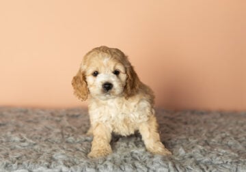 Cockapoo Puppies for Sale | Cockapoo for Sale | Petclassifieds.com