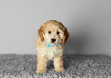 F1B cockapoo male puppy in Indiana (Abe)