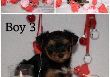 AKC Yorkie Ready to Go To Forever Home