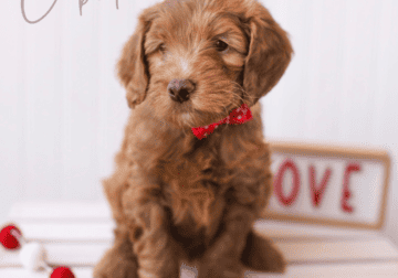 Mini Teddy Bear Goldendoodles (red and brown)