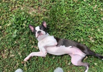 Rehome for a sweet 2yr old Boston terrier