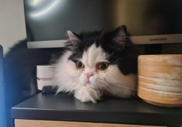 Persian kitten