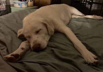 Marley Lab/Great Pyrenees