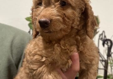 Mini golden doodle male red