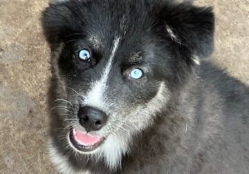 Adorable Pomsky Puppy Available – Jasmine
