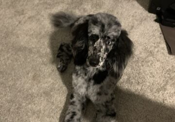 Miniature Aussiedoodle F1bb (only one left)