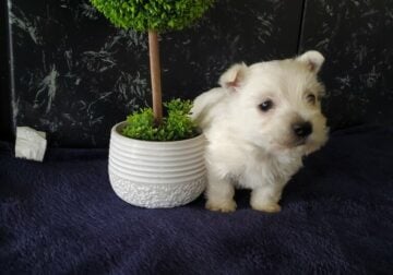 AKC West Highland Terrier Puppies Available Now