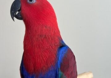 1 Year Old Adorable Female Eclectus for Sale