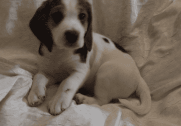 Snoopy Beagles 8 Weeks Old