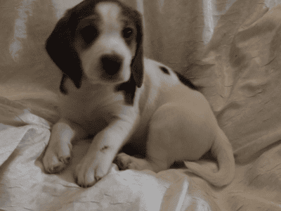 Snoopy Beagles 8 Weeks Old