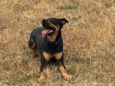 Mixed male looking for home