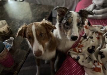 Full blood Australian Shepherd puppies for sale