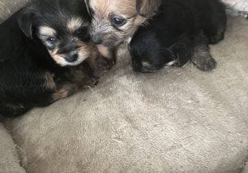 3 yorkie pups looking for a new home.