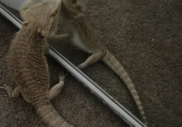 Bearded Dragon Rehoming