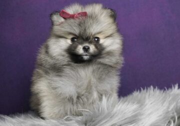 Cutie -Pa -Tootie AKC Pomeranian