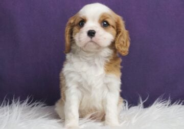 Weeone AKC Cavalier