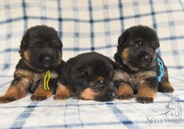 Stunning Red & Black Euro German Shepherd Puppies