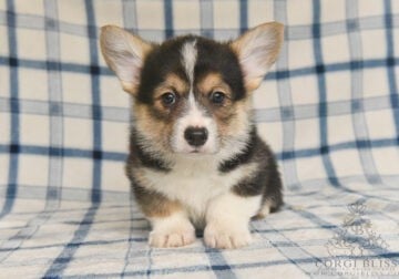 Euro Pembroke Welsh Corgi Puppies with Tails!