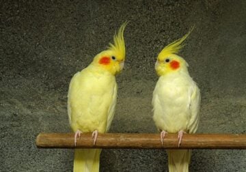 Couple Cockatiel