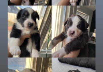 Rehoming Mini Aussie puppies