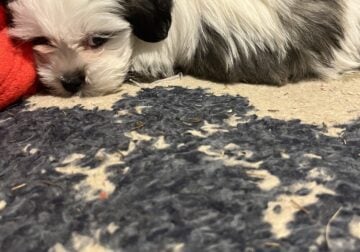 Shih Tzu mix ready for new home