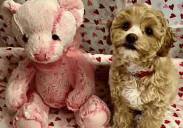 Tara’s adorable miniature poodle puppies for sale