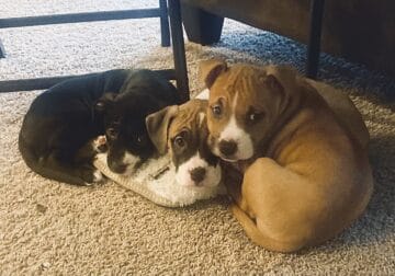 Two girls looking for a forever home