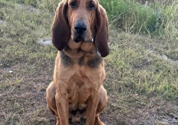 Year old Bloodhound