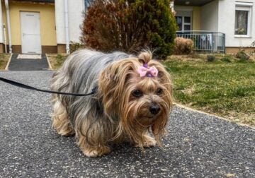 Yorkie ready for new home