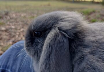 Two Blue Holland Lops Available!