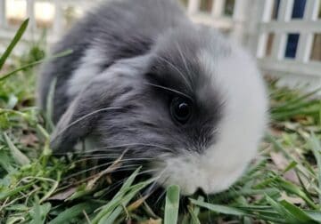 Adorable Little Holland Lop Available!