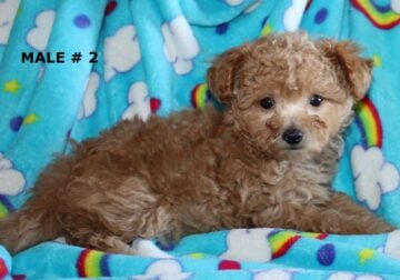 Adorable ShihPoo Puppies