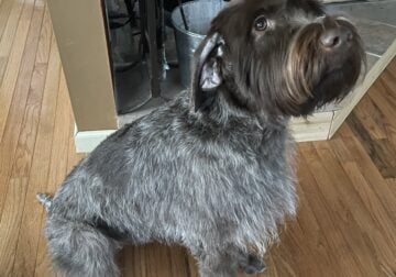 Free 2 1/2 old spayed wire haired griffon