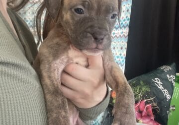 2 American bully mix puppies need rehoming
