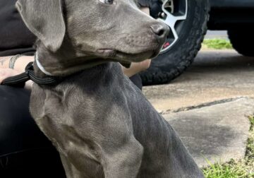Blue Lacy puppies