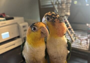 2 white bellied caiques