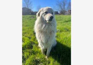 Great Pyrenees Puppies for Sale