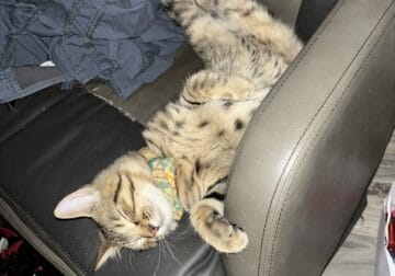 Tabby kitten to rehome