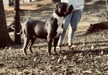XL American Bully one year old male 110 pounds
