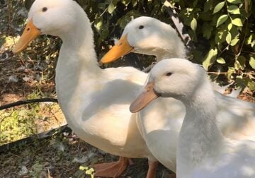 Free white pekin ducks
