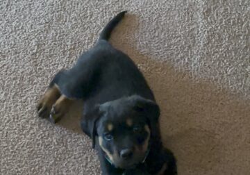 Pure-bred Rottweiler puppies FOR SALE!