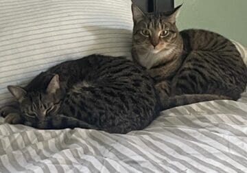 Brother and sister tabby’s abandoned by their owne