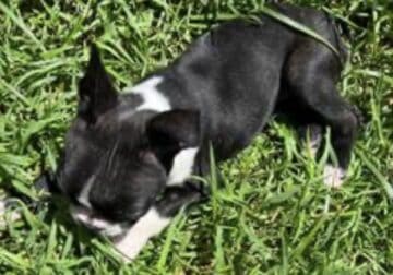 Rehoming Sweet Boston Terrier Puppy