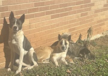 Two Akita Mix Puppies 8 months (Male & Female)