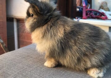 Baby mini lop mixed breed bunnies, need homes ASAP