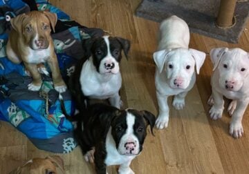Awesome Puppies Ready to Go!