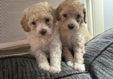 Miniature poodles