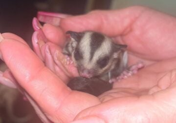 Family of Sugar Gliders for Sale