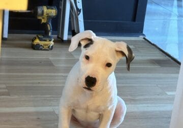 Dogo Argentino puppy free to good home