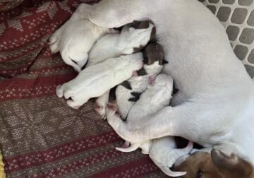Jack Russell terrier pups